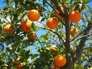Orangen mit dem Geschmack der Sonne