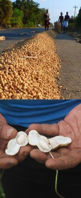 Erdnuss-Ernte in Bildern