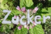 Die Süße des Lebens: Stevia rebaudiana