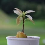 junge Avocado-Pflanze