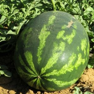 Wassermelonen+