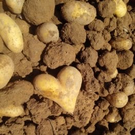 Kartoffeln mit Liebe