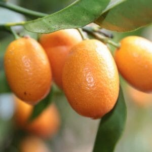 Kumquats, europäische Ernte