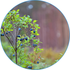 Wald-Heidelbeere